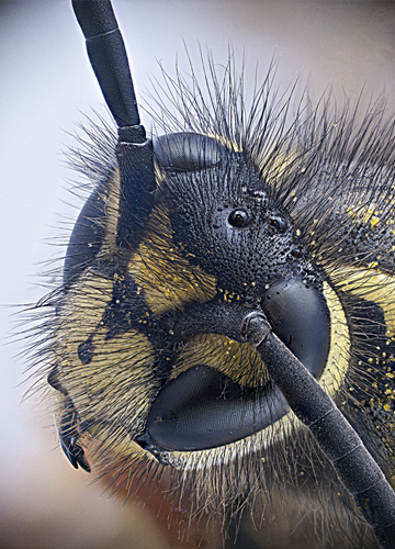 Illustration for article titled Parasites, deadly bugs and fungi are more beautiful than you could possibly imagine